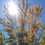 sun shining through fall trees